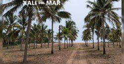 VENTA DE LOTES EN PLAYA DE COCOS / FRACCIONAMIENTO XALI DEL MAR